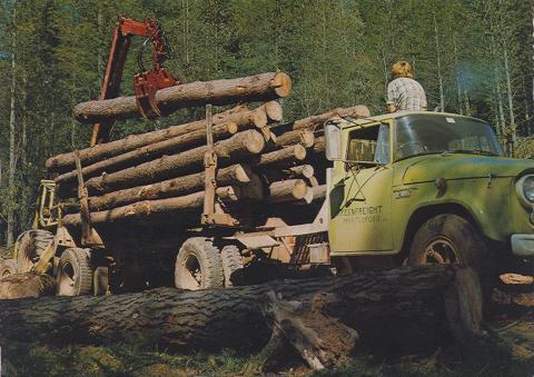 Softwood logging, Bright