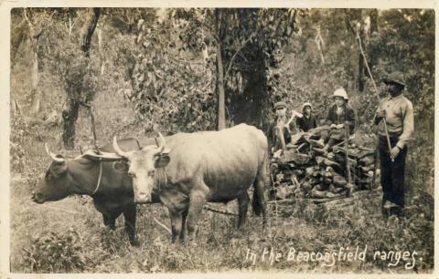 In the Beaconsfield Ranges, 1912