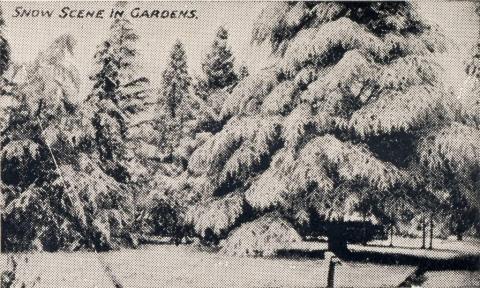 Snow scene in gardens, Beechworth