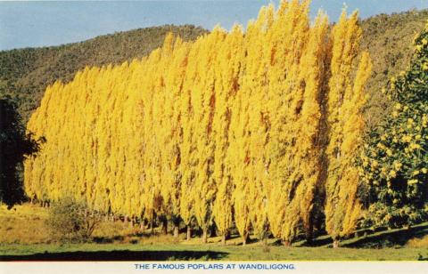 The famous poplars at Wandiligong