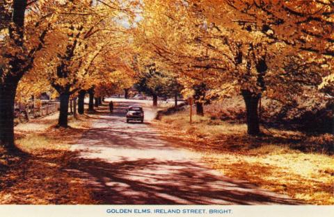 Golden elms, Ireland Street, Bright