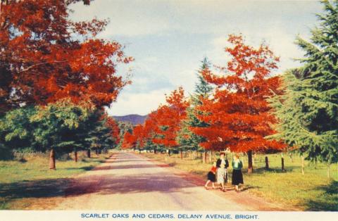 Scarlet oaks and cedars, Delany Avenue, Bright