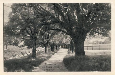 Avenue in the Camp Reserve, Castlemaine, 1915