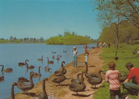 Lake Wendouree