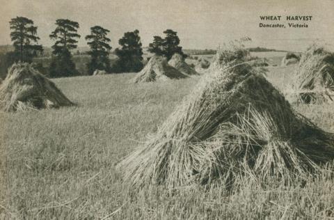 Wheat harvest, Doncaster, 1954