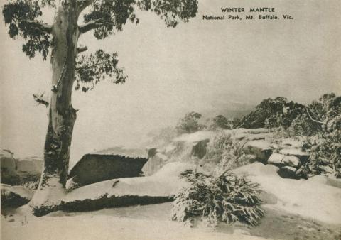 Winter mantle, National Park, Mount Buffalo, 1954