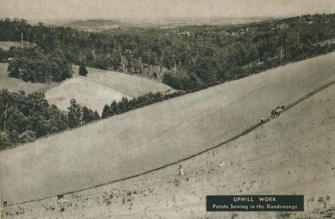 Uphill work, potato sowing in the Dandenongs, 1954