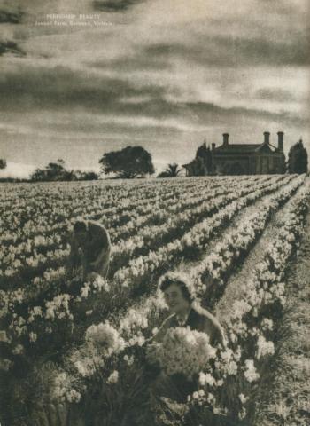 Perfume beauty, jonquil farm, Burwood, 1954