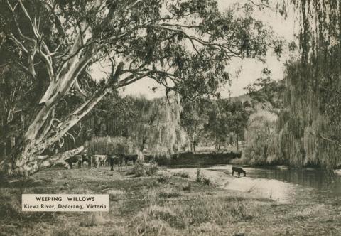 Weeping willows, Kiewa River, Dederang, 1954