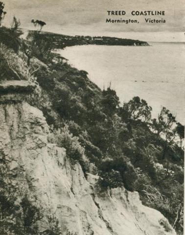 Treed coastline, Mornington, 1954