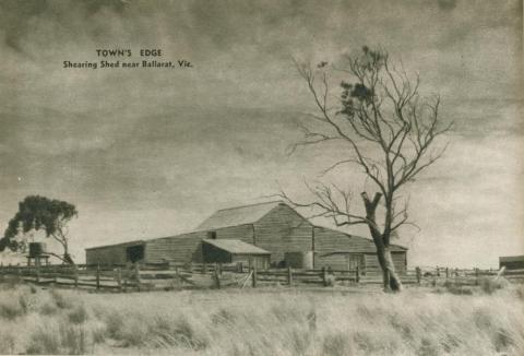 Shearing shed near Ballarat, 1954