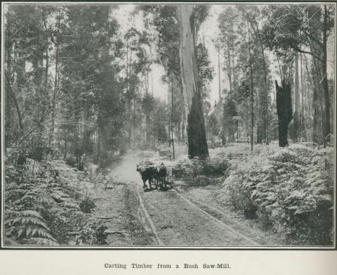 Carting timber from a bush saw-mill, Gippsland, 1918