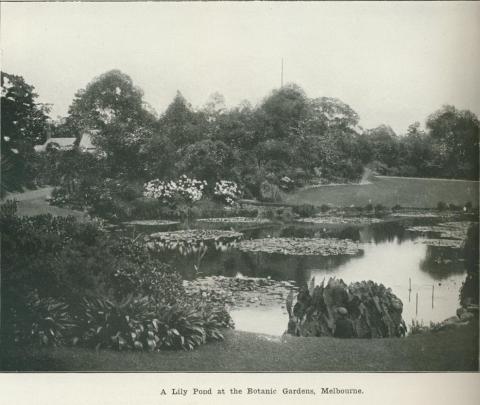 A lily pond at the Botanic Gardens, Melbourne, 1918