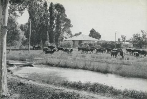 Dairy Farm at Tongala, 1964