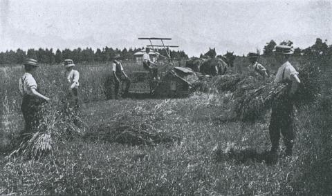 Harvesting, Ballarat Agricultural High School, 1916