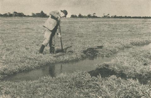 Metropolitan Farm, 1955