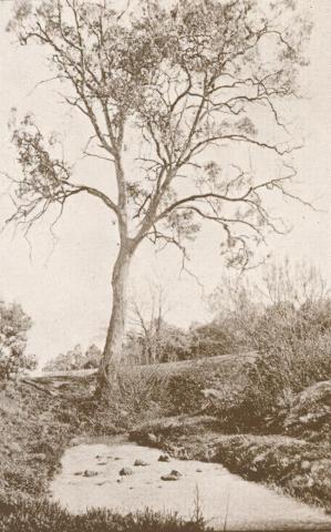 Old Ford, Darebin Creek, Ivanhoe, 1937