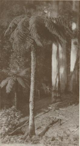 In the Dandenong Ranges, 1934