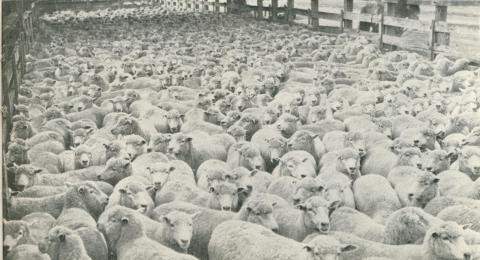 Echuca Sale Yards, Echuca, 1950