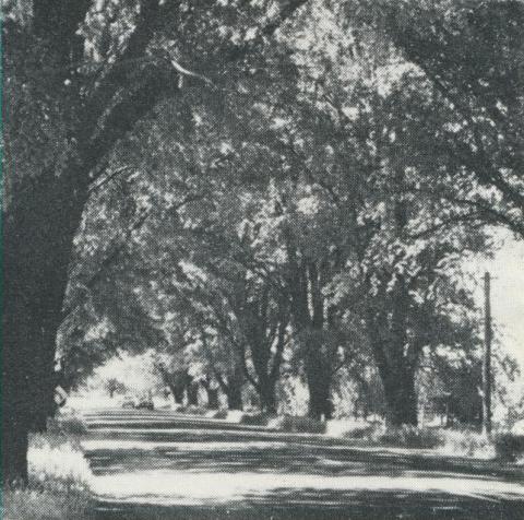 Avenue of Honour, Bacchus Marsh, 1968