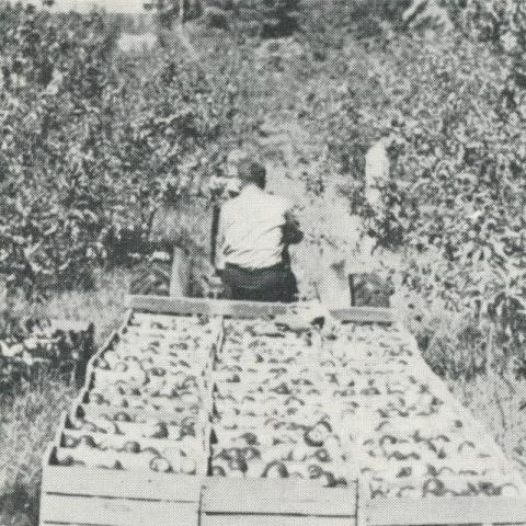 Apple Orchards, Bacchus Marsh, 1968