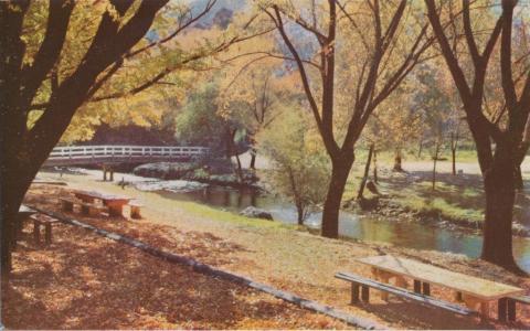 Picnic Ground at Morse's Creek, Bright, c1960