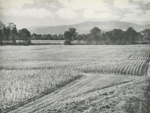 Tobacco cultivation in the Ovens Valley, c1960