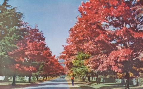 Pin Oaks, Delaney Avenue, Bright, c1960