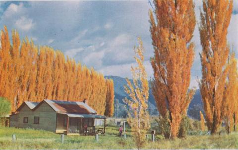 Lombardy Poplars, Eurobin, c1960