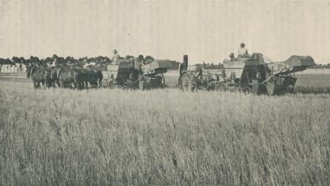 Cutting the Crop, Longerenong Agricultural College, Dooen, 1929