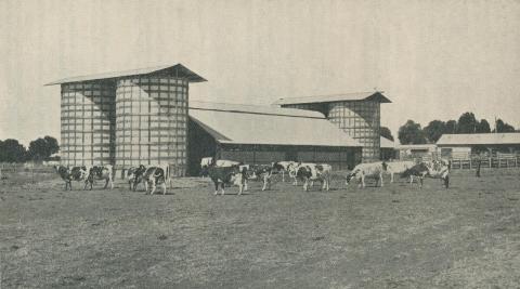 Dairy Herd, Longerenong Agricultural College, Dooen, 1929