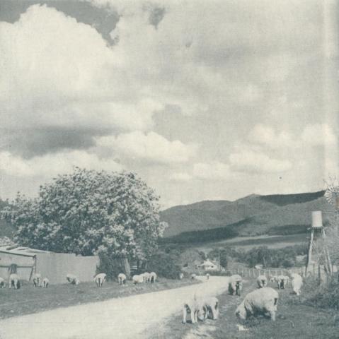 Wandiligong township, 1951