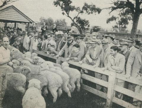 Selling stock at the Municipal Saleyards, Horsham, 1960