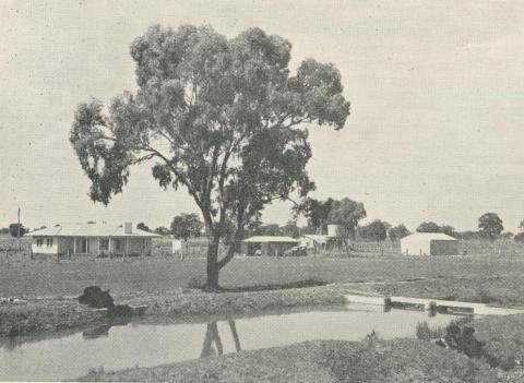 An irrigated property at Waaia, 1964