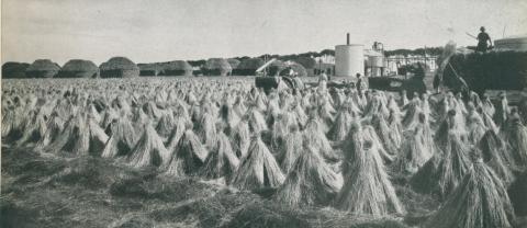 Flax de-seeding operations, stacks and mill, Lake Bolac, c1952