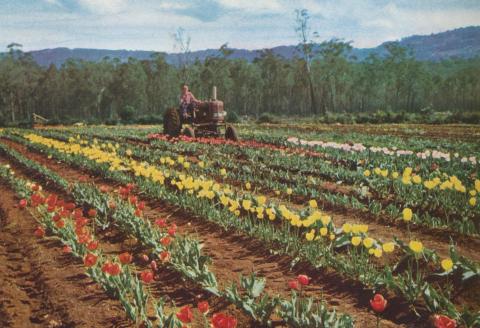 Tulip Farm, Monbulk, 1958