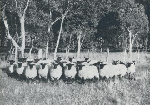 Stud Suffolk Sheep, Orford, 1958