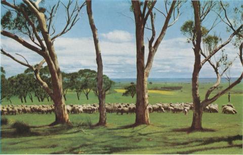 Sheep at pasture, Meredith, 1958