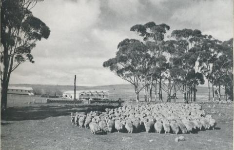 Sheep awaiting shearing, Skipton, 1958