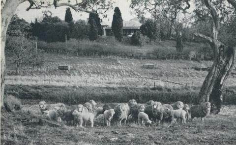 Homestead at Hexham, 1958