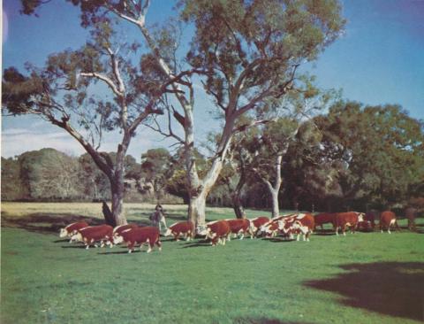 Hereford stud cows and calves, Shelford, 1958