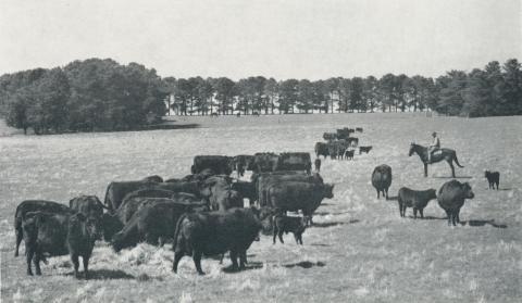 Stud Aberdeen Angus cows and calves, Caramut, 1958