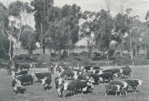 Stud Hereford cows and calves on the Metropolitan Farm, Werribee, 1958