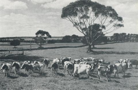 Stud Ayrshire herd, Derrinallum, 1958