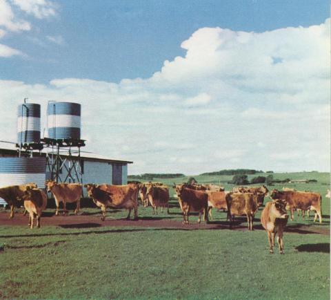 Stud Jersey cows and milking shed, Grassmere, 1958