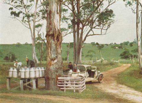 Stacking of milk ready for delivery to the factory, Scotts Creek, 1958