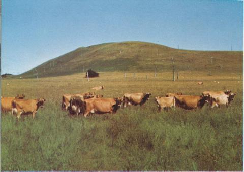 Jersey herd, Panmure, 1958