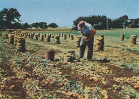 Onion Harvest, Koroit, 1958