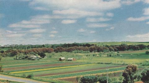 Market Garden, Batesford, 1958