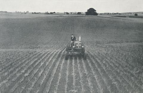 Onion Fields, Alvie, 1958